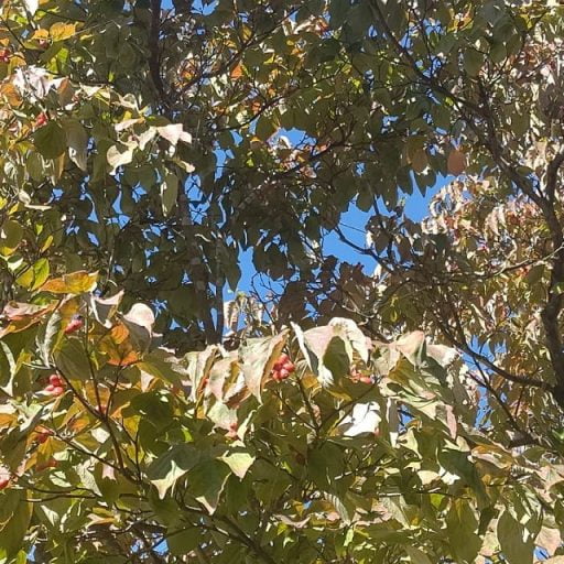 化成肥料使用で見えてくる自然と人の仕組み