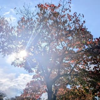 Thumbnail of post image 071