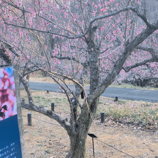 【国営武蔵丘陵森林公園】2026年2月15日の梅園 | 元風俗嬢ニューハーフの美学