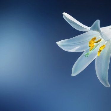 マドンナリリーとは？花言葉・誕生花・別名などの特徴や育て方を紹介！ | BOTANICA
