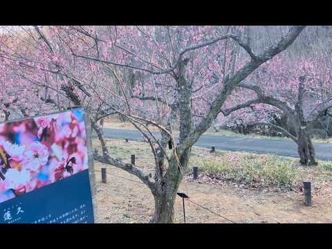 2026年2月15日:国営武蔵丘陵森林公園の梅園